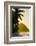 Caribbean, British Virgin Islands, Tortola, Long Bay, Long Bay Beach-Alan Copson-Framed Photographic Print