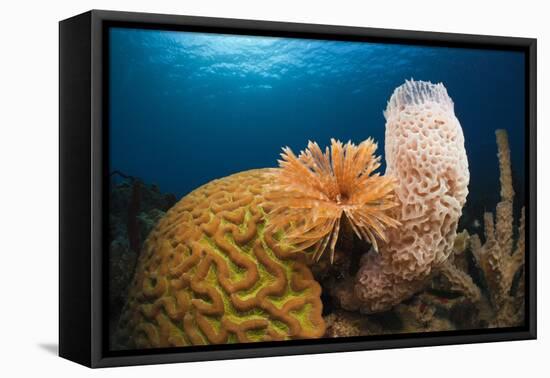 Caribbean Coral Reef-Reinhard Dirscherl-Framed Premier Image Canvas