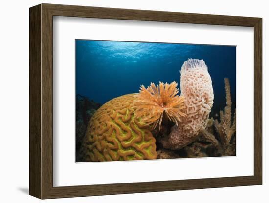 Caribbean Coral Reef-Reinhard Dirscherl-Framed Photographic Print