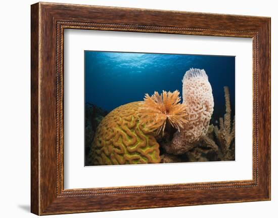 Caribbean Coral Reef-Reinhard Dirscherl-Framed Photographic Print