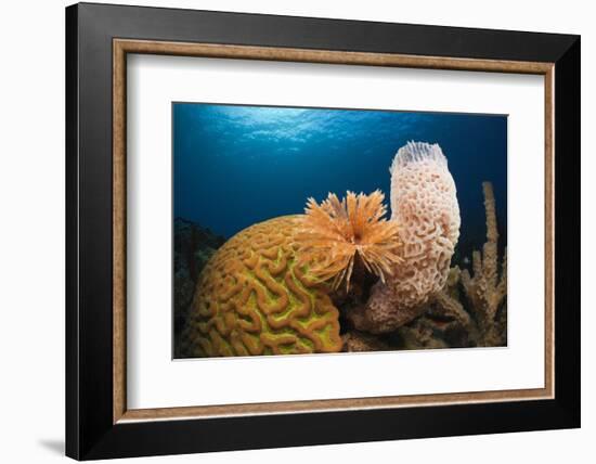 Caribbean Coral Reef-Reinhard Dirscherl-Framed Photographic Print