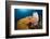 Caribbean Coral Reef-Reinhard Dirscherl-Framed Photographic Print