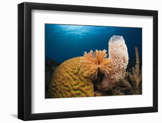 Caribbean Coral Reef-Reinhard Dirscherl-Framed Photographic Print