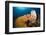 Caribbean Coral Reef-Reinhard Dirscherl-Framed Photographic Print