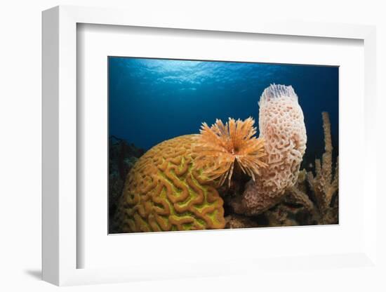 Caribbean Coral Reef-Reinhard Dirscherl-Framed Photographic Print