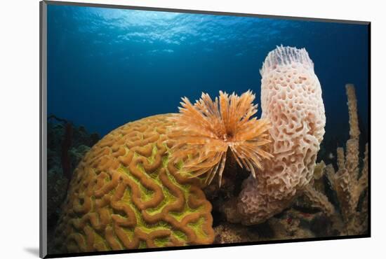 Caribbean Coral Reef-Reinhard Dirscherl-Mounted Photographic Print