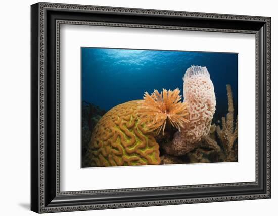 Caribbean Coral Reef-Reinhard Dirscherl-Framed Photographic Print