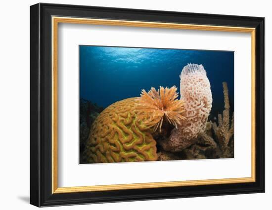 Caribbean Coral Reef-Reinhard Dirscherl-Framed Photographic Print