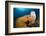 Caribbean Coral Reef-Reinhard Dirscherl-Framed Photographic Print