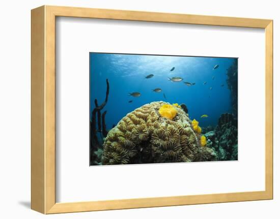 Caribbean Coral Reef-Reinhard Dirscherl-Framed Photographic Print