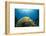 Caribbean Coral Reef-Reinhard Dirscherl-Framed Photographic Print