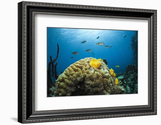 Caribbean Coral Reef-Reinhard Dirscherl-Framed Photographic Print