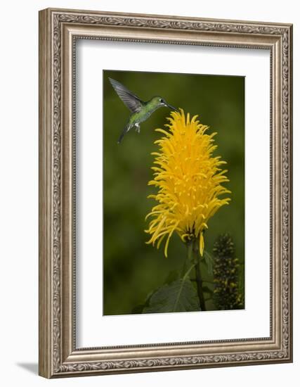 Caribbean, Costa Rica. Green-crowned brilliant hummingbird feeding.-Jaynes Gallery-Framed Photographic Print