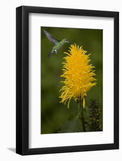 Caribbean, Costa Rica. Green-crowned brilliant hummingbird feeding.-Jaynes Gallery-Framed Photographic Print