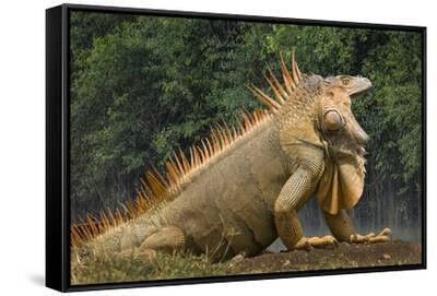 Iguana Slots Iguana Slots
