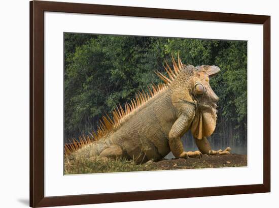 Caribbean, Costa Rica. Profile of green iguana-Jaynes Gallery-Framed Premium Photographic Print