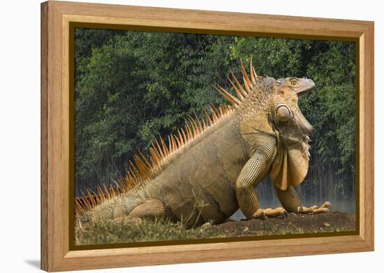 Caribbean, Costa Rica. Profile of green iguana-Jaynes Gallery-Framed Premier Image Canvas