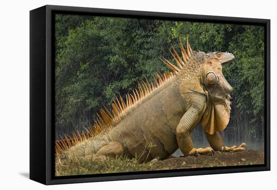 Caribbean, Costa Rica. Profile of green iguana-Jaynes Gallery-Framed Premier Image Canvas