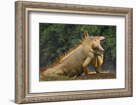 Caribbean, Costa Rica. Profile of green iguana-Jaynes Gallery-Framed Photographic Print