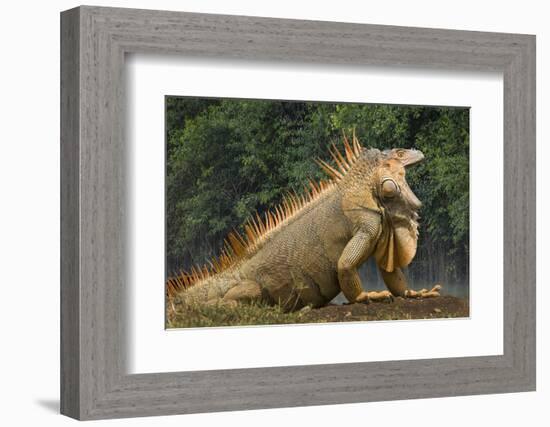 Caribbean, Costa Rica. Profile of green iguana-Jaynes Gallery-Framed Photographic Print