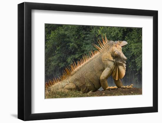 Caribbean, Costa Rica. Profile of green iguana-Jaynes Gallery-Framed Photographic Print