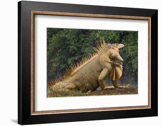 Caribbean, Costa Rica. Profile of green iguana-Jaynes Gallery-Framed Photographic Print