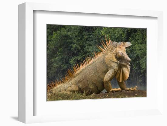 Caribbean, Costa Rica. Profile of green iguana-Jaynes Gallery-Framed Photographic Print