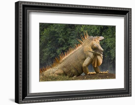 Caribbean, Costa Rica. Profile of green iguana-Jaynes Gallery-Framed Photographic Print