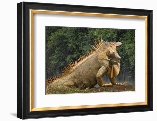 Caribbean, Costa Rica. Profile of green iguana-Jaynes Gallery-Framed Photographic Print