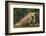 Caribbean, Costa Rica. Profile of green iguana-Jaynes Gallery-Framed Photographic Print