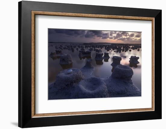 Caribbean flamingo abandoned egg in nest, Mexico-Claudio Contreras-Framed Photographic Print