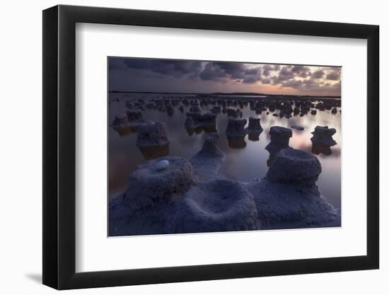 Caribbean flamingo abandoned egg in nest, Mexico-Claudio Contreras-Framed Photographic Print