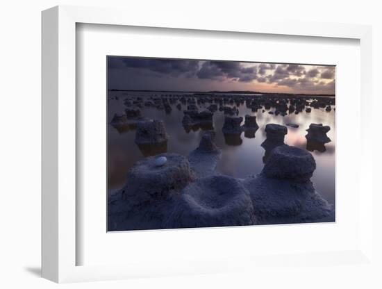 Caribbean flamingo abandoned egg in nest, Mexico-Claudio Contreras-Framed Photographic Print