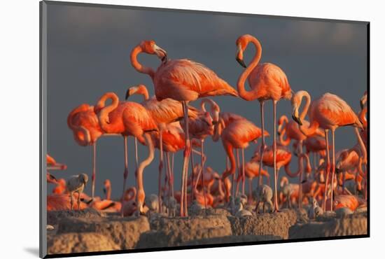 Caribbean flamingo breeding colony, Mexico-Claudio Contreras-Mounted Photographic Print