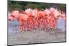 Caribbean flamingo building practice nest, Mexico-Claudio Contreras-Mounted Photographic Print