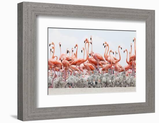 Caribbean Flamingo chick creche, Ria Lagartos Biosphere Reserve, Yucatan Peninsula, Mexico-Claudio Contreras-Framed Photographic Print