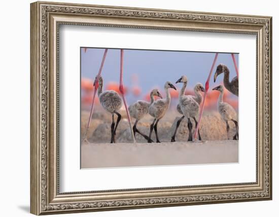 Caribbean Flamingo chick group walking around the breeding colony, Yucatan Peninsula, Mexico-Claudio Contreras-Framed Photographic Print