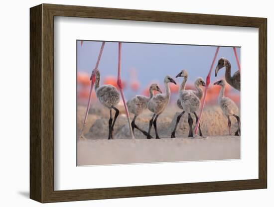 Caribbean Flamingo chick group walking around the breeding colony, Yucatan Peninsula, Mexico-Claudio Contreras-Framed Photographic Print