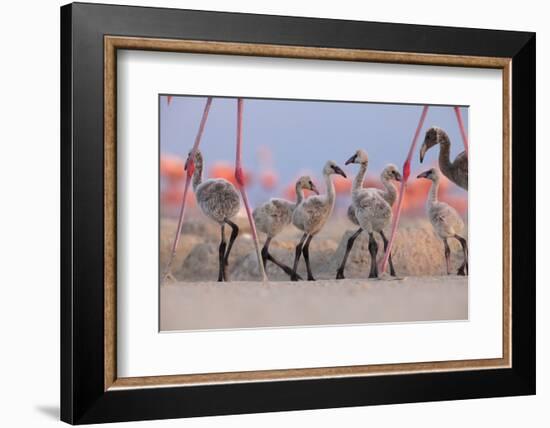 Caribbean Flamingo chick group walking around the breeding colony, Yucatan Peninsula, Mexico-Claudio Contreras-Framed Photographic Print