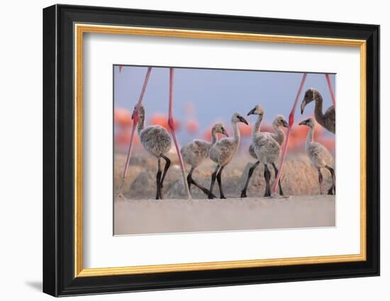 Caribbean Flamingo chick group walking around the breeding colony, Yucatan Peninsula, Mexico-Claudio Contreras-Framed Photographic Print