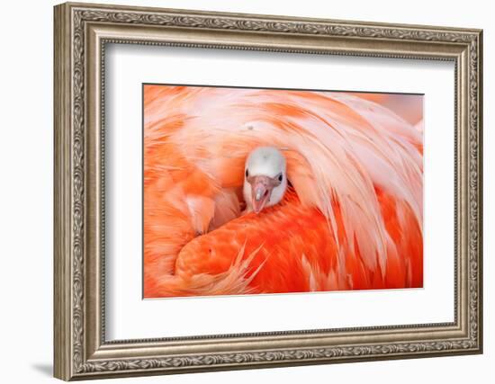 Caribbean flamingo chick peering from the wing of parent-Claudio Contreras-Framed Photographic Print