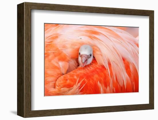 Caribbean flamingo chick peering from the wing of parent-Claudio Contreras-Framed Photographic Print