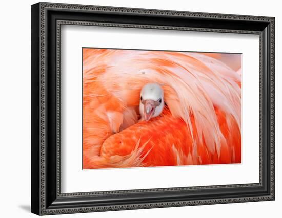 Caribbean flamingo chick peering from the wing of parent-Claudio Contreras-Framed Photographic Print