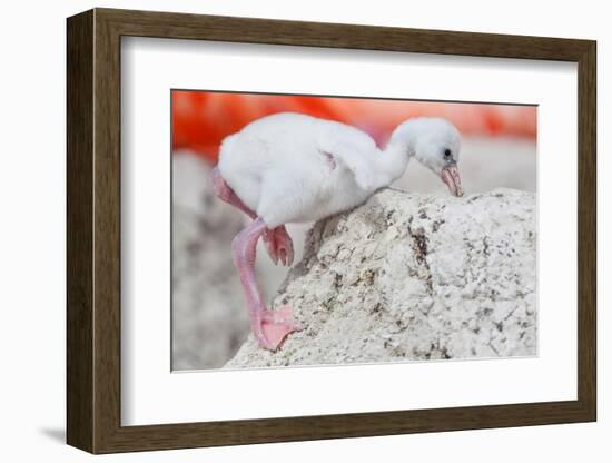 Caribbean flamingo chick returning to nest, Mexico-Claudio Contreras-Framed Photographic Print