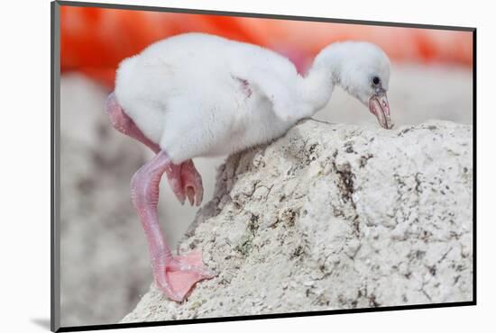 Caribbean flamingo chick returning to nest, Mexico-Claudio Contreras-Mounted Photographic Print