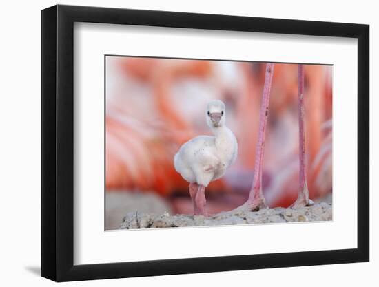 Caribbean flamingo chick, standing in nest, Yucatan, Mexico-Claudio Contreras-Framed Photographic Print