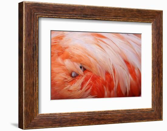 Caribbean Flamingo chick under the wing of protective parent, Yucatan Peninsula, Mexico-Claudio Contreras-Framed Photographic Print