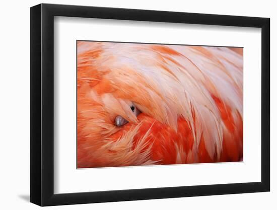 Caribbean Flamingo chick under the wing of protective parent, Yucatan Peninsula, Mexico-Claudio Contreras-Framed Photographic Print