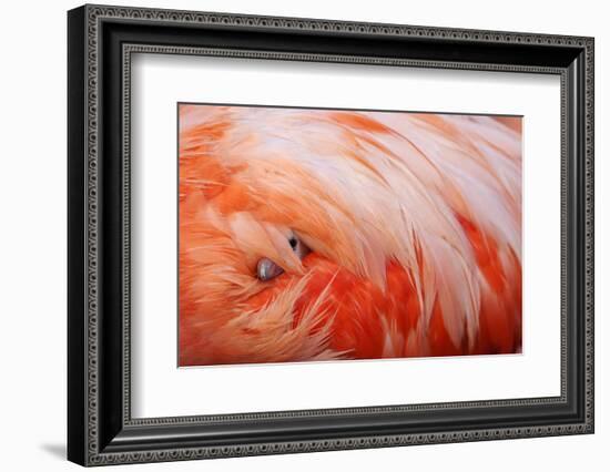 Caribbean Flamingo chick under the wing of protective parent, Yucatan Peninsula, Mexico-Claudio Contreras-Framed Photographic Print