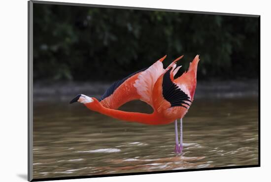 Caribbean flamingo courtship display, Yucatan, Mexico-Claudio Contreras-Mounted Photographic Print